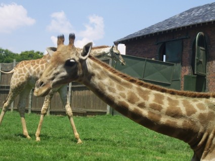 duas girafas