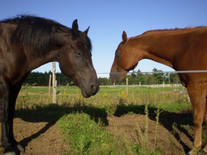 dois cavalos