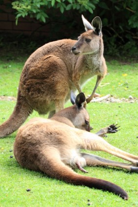 hai kanguru
