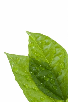 due foglie di foglie verdi e foto ad alta definizione di rugiada