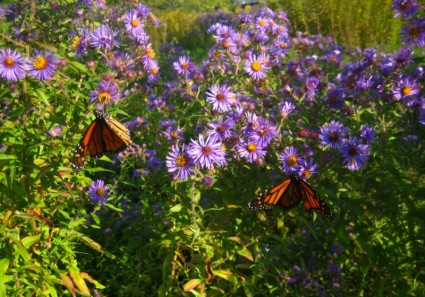 due farfalle monarca