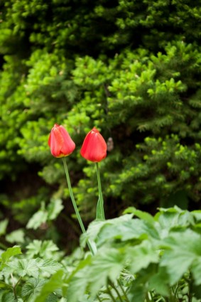 dwa czerwone tulipany