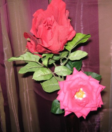 hai hoa hồng