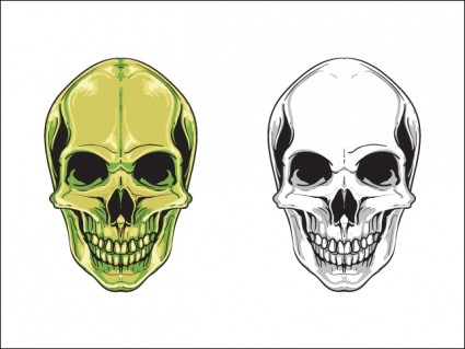2 つの頭蓋骨