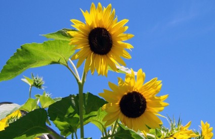 dua bunga matahari