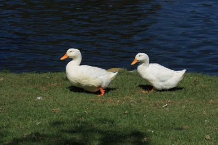 zwei weiße Enten watscheln