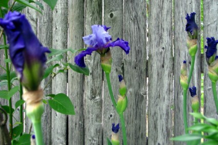 twotone ungu iris