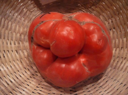 vencedor de tomate feio