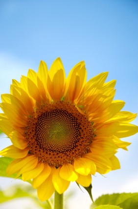 di bawah langit biru bunga matahari highdefinition gambar