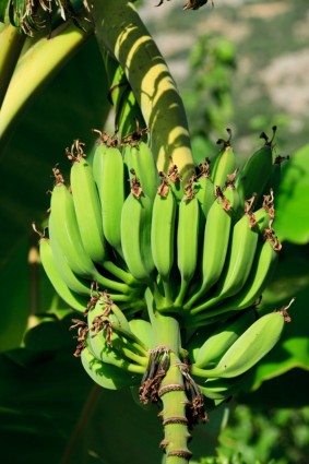 недозрелые бананы