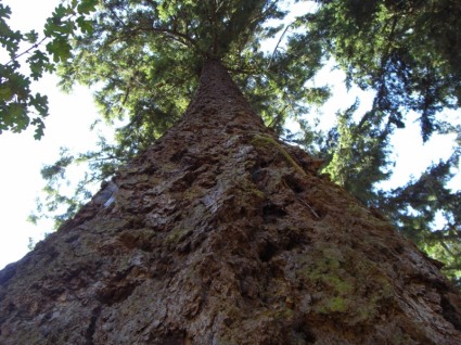 un árbol enorme