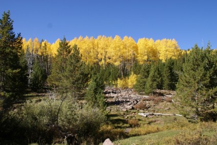 árboles del bosque de Utah