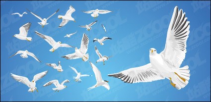 material de vetores de vários movimentos de gaivotas