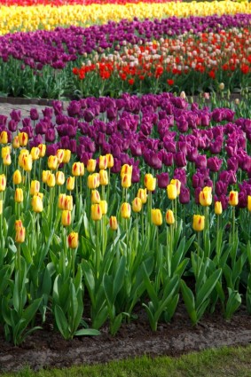 varios tulipanes