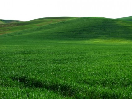 vaste étendue de photo hd herbe verte