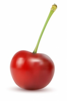 cherry vektor