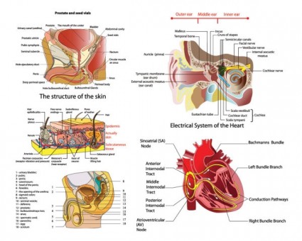Vektordiagramm menschlicher Organe