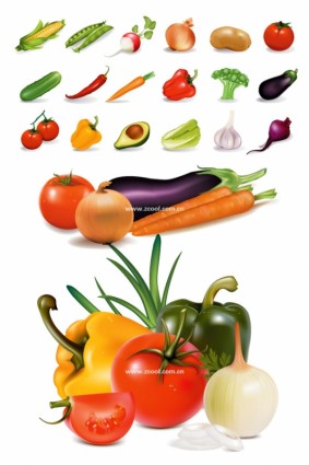 Vector de verduras comunes