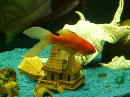 pesce rosso di pesce veiltail
