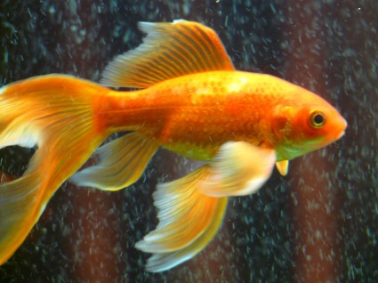 poisson rouge de poisson veiltail