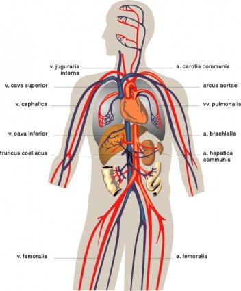 ClipArt mediche diagramma di vene