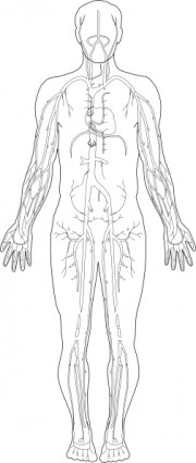 Veins Medical Diagram Clip Art