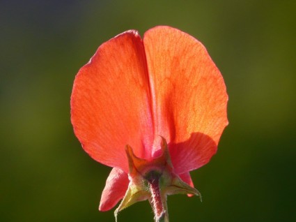 Wicke Blume rot