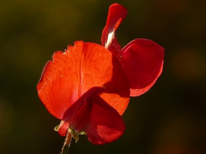 ervilhaca vicia fabaceae