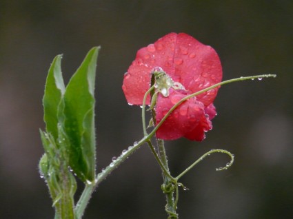 Wicke Vicia Hülsenfrüchtler (Fabaceae)