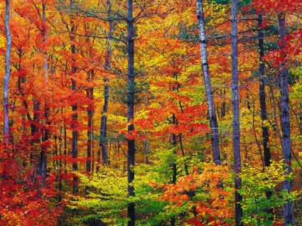 Яркие осенние цвета Обои для рабочего стола Осенняя природа