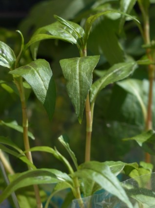 Viet Nam Coriander Plant Kitchen Herb