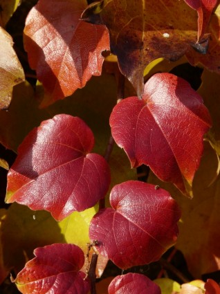 partner di foglie vino vitigno da colorare