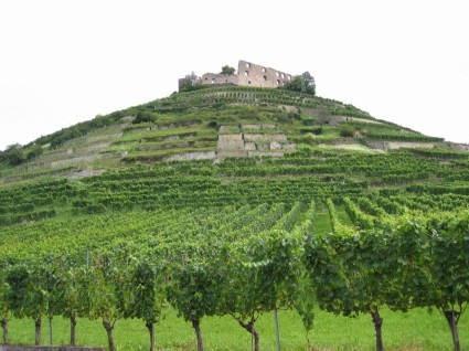 Castelo de ruína de vinhas