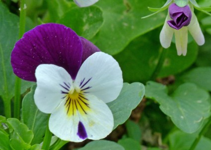 Viola Stiefmütterchen Blume