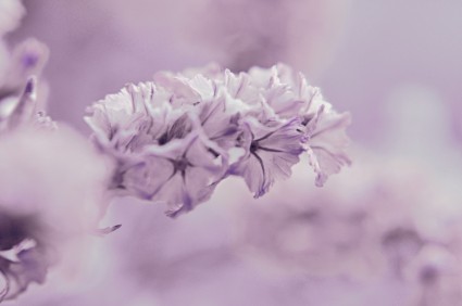 紫色の花マクロ