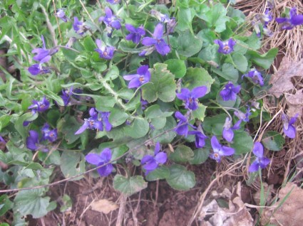 violetas en primavera