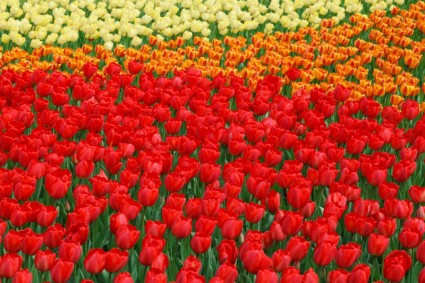 яркие цвета тюльпаны