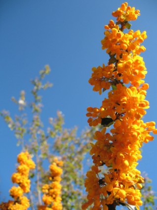 fleurs orange vifs