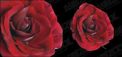 vivide Rose rosse