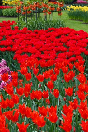 Hoa tulip đỏ sống động