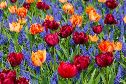 żywe tulipany i hiacynty winogron