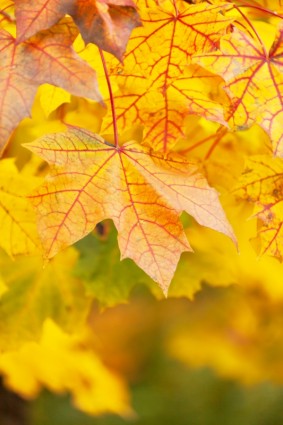 яркие желтые листья