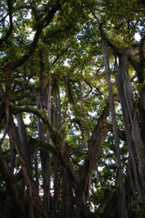 forêt de Waikiki