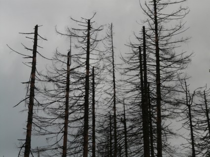 Waldsterben Tod tot