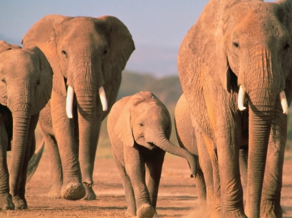 Walking Home Wallpaper Elephants Animals