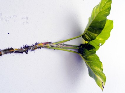 mur escalade plante plantes grimpantes