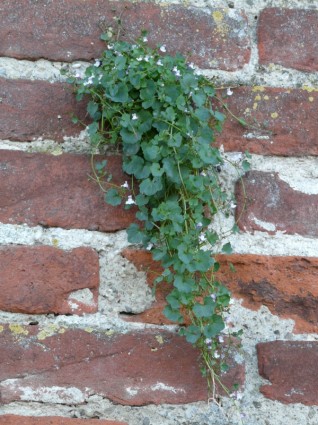 ściany zakleszczenia roślin