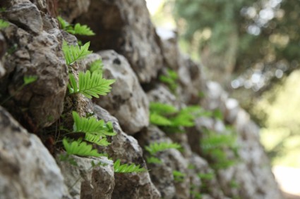 mur mur de Pierre de feuilles