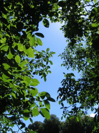 Walnut cây canopy