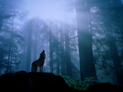 calentamiento para los animales de noche s aullido fondos lobos